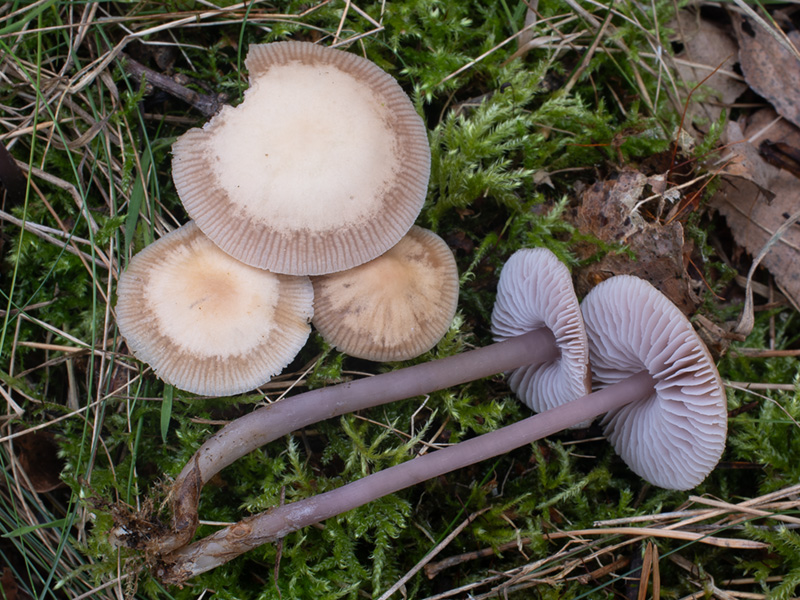 Mycena luteovariegata Mycena luteovariegata